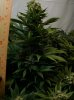 15 Grow# 1 SnowWhite Cola 061211.jpg