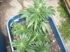 Outdoor week 3 flowering 005.jpg