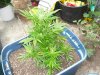 Outdoor week 3 flowering 007.jpg