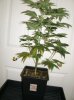 20 Grow2 RaspberryCough before repot and flowering.jpg