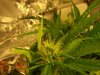 xDay36sprout17flower 019.jpg