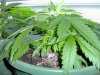 james-bond-albums-my-grow-i-think-picture2457-0623_03.jpg