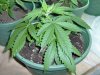 james-bond-albums-my-grow-i-think-picture2456-0623_02.jpg