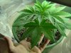 james-bond-albums-my-grow-i-think-picture2454-0623_00.jpg