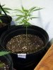 barking-mad-albums-first-grow-picture2489-alice-my-mystery-plant.jpg