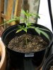 barking-mad-albums-first-grow-picture2490-plant-c-charlie-24-days.jpg