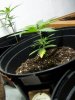 barking-mad-albums-first-grow-picture2491-plant-e-no-name-yet.jpg