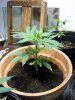 barking-mad-albums-first-grow-picture2500-24-days-including-germination-genie.jpg