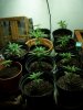 barking-mad-albums-first-grow-picture2505-whole-brood.jpg