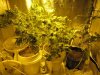 grow06252011.jpg