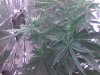 day 34 m buds.jpg