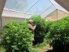 7-1-2011 greenhouse inspection 003.jpg