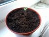 Day 5_seedling 1.jpg