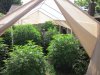 7-8-2011 greenhouse 001.jpg