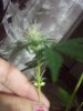 grow 017.jpg