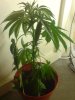 DSC00164.JPG