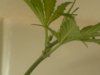 DSC00201.jpg
