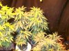 herb 003.jpg