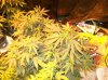 herb 005.jpg