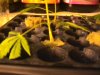6-26clone.JPG