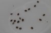 05 - Germinating Seeds.jpg