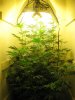 1st Grow 1 week 5 days 015.jpg