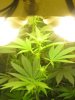 1st Grow 1 week 5 days 021.jpg