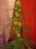 july  17 day 44 from seed full flower 014.jpg