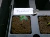 Germination 004.jpg