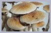 psilocybe_cubensis_blue_meanie.jpg