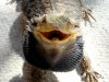 Bearded_Dragon_showing_beard[1].jpg