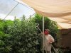 7-29-2011 Horti trellis half done 012.jpg