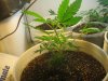 personal and plant pics 054.jpg