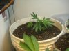 personal and plant pics 059.jpg