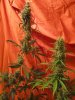 day 60 part 3 bud porn 011.jpg