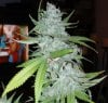 MS_Frost_Harvest_8-2-11_69_3.jpg