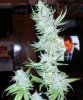 MS_Frost_Harvest_8-2-11_69_5.jpg