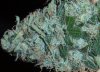 White_Widow_Mix_Harvest_69_3.jpg