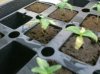 Seedlings 016.jpg