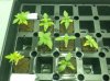 Seedlings 017.jpg