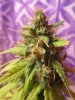 69 days from seed harvest LS, Ktrain 029.jpg