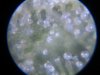 trichomes slh, church, pineapple kushberry 002.jpg