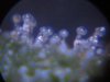 trichomes slh, church, pineapple kushberry 001.jpg