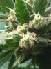 greenhouse week7 flower 159.jpg