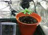 seedling 2 week 3.jpg