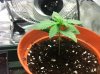 seedling 2 week.jpg