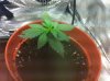 seedling 2 week 6.jpg