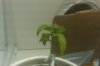 IMAG0054.jpg