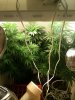 grow room 89.JPG