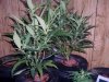 both-darkstar-plants-7-20-2010.jpg